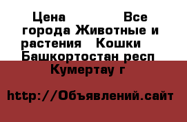 Zolton › Цена ­ 30 000 - Все города Животные и растения » Кошки   . Башкортостан респ.,Кумертау г.